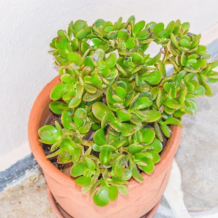 Apartman L&m Skiathos *