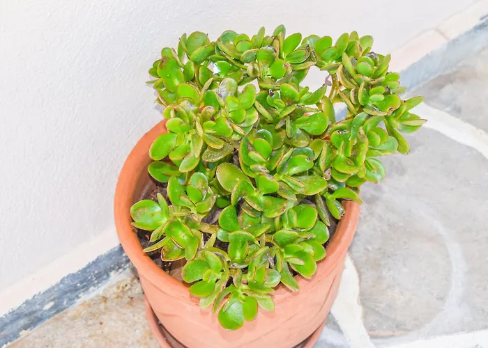 Apartment L&m Skiathos *