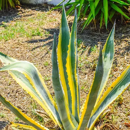 L&m Skiathos * Kalivia (Skiathos)