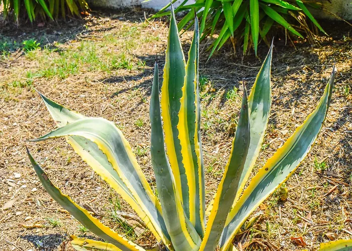 L&m Skiathos * Kalivia (Skiathos)